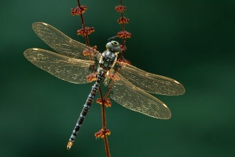 Southern hawker