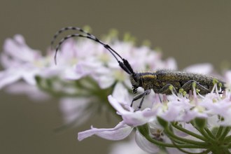 A golden-bloomed grey longhorn beetle resting on a pink flowerhead