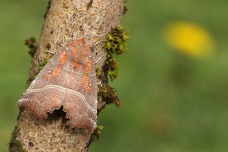 A herald moth resting on a branch