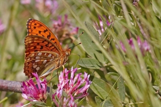 High brown fritillary