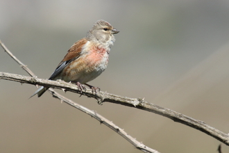 Linnet by Vaughn Matthews