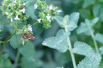 Mint moth on wild marjoram