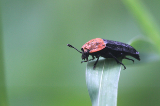 A red-breasted carrion beetle, with its distinctive red pronotum, standing on a folded over leaf