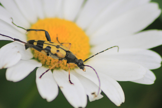 A black-and-yellow longhorn beetle on an oxe-eye daisy