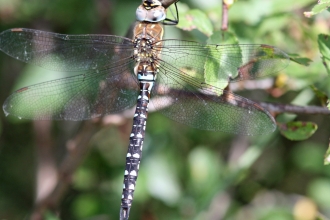 Migrant hawker male