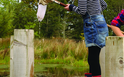 Keira pond dipping