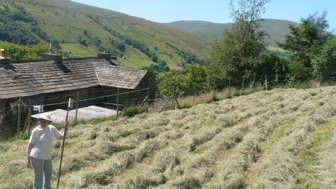 Northern hay meadow