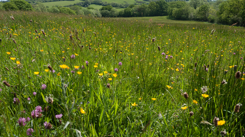 Lowland meadow