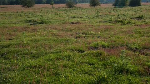 Lowland dry acid grassland