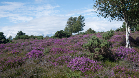 Lowland heathland