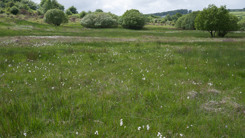 Purple moor-grass and rush pasture