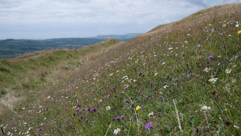 Lowland limestone grassland