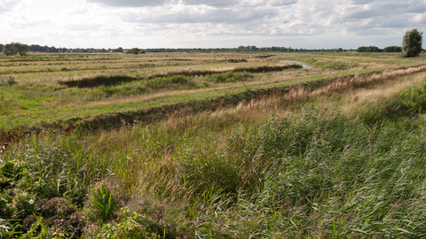 Coastal and floodplain grazing marsh