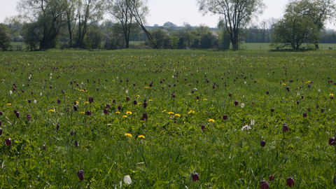 Lowland meadow and pasture