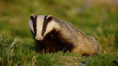 Badger