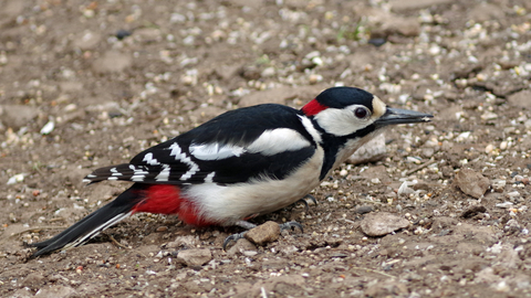 Great spotted woodpecker