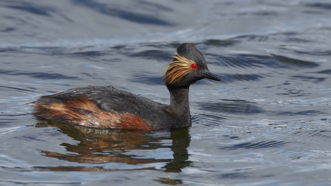 Black-necked Grebe