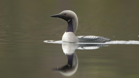 Black-throated Diver