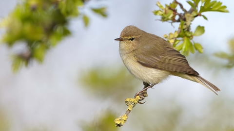 Chiffchaff