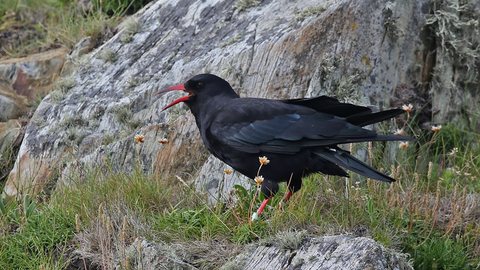 Chough