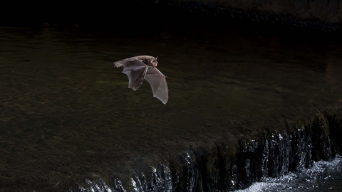 Daubenton's bat