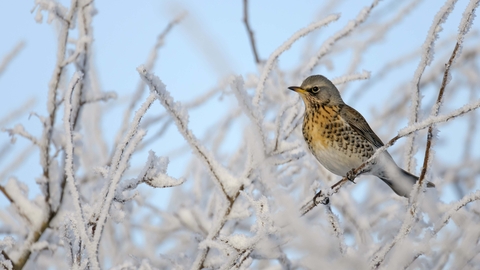 Fieldfare