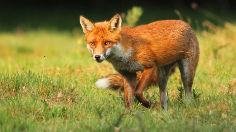 Red fox