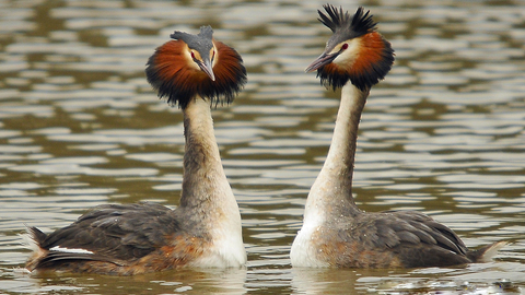 Great Crested Grebe