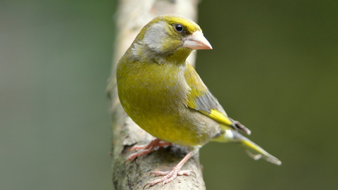 Greenfinch