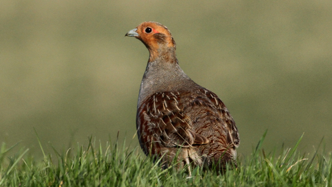 Grey partridge