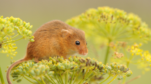 Harvest mouse