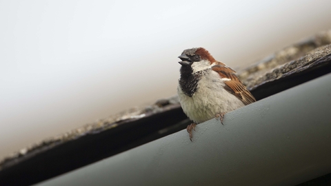 House sparrow