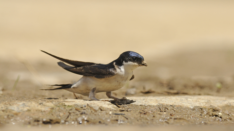 House martin