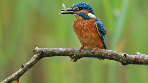 Kingfisher