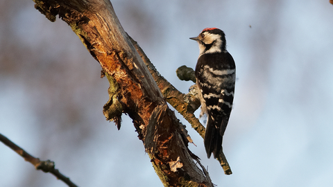 Lesser spotted woodpecker