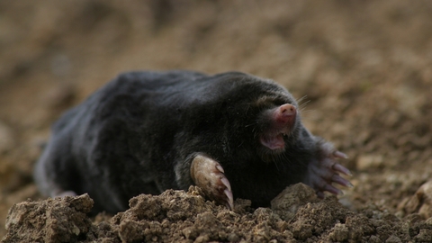 Mole