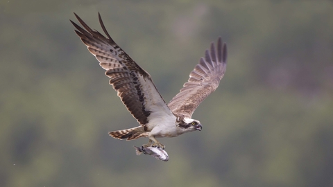 Osprey