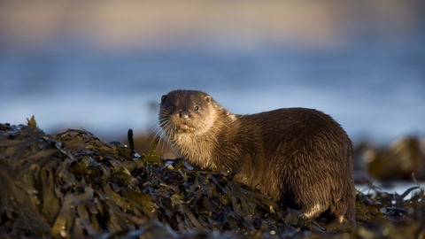 Otter