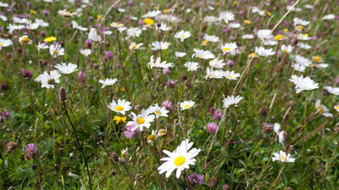 Machair