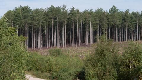 Coniferous plantation