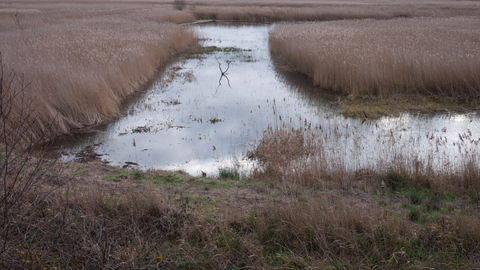 Reedbed