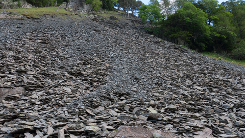 Scree on rocky habitat