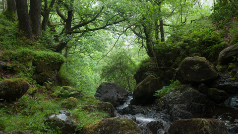 Atlantic oak wood