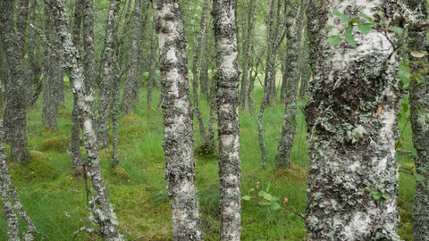 Upland birch wood