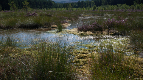 Blanket bog