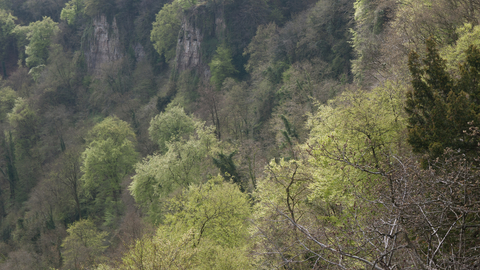 Beech and yew woodland