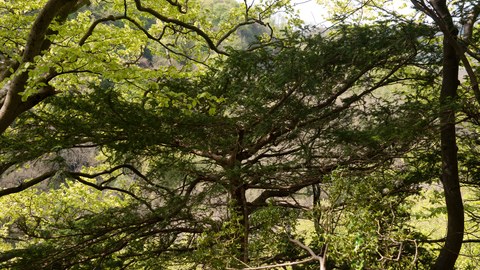 Beech and yew wood