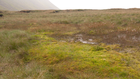 Blanket bog