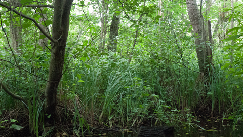 Wet woodland