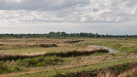 Lowland fen